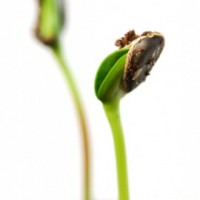 Feminine Leadership - Jennifer Russell