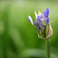 Feminine Leadership - Goal Setting vs Emergent - Jennifer Russell